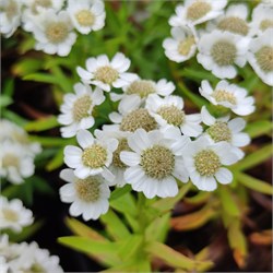 Тысячелистник Птармика Компакта C2-3 907360