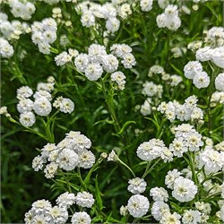 Тысячелистник Птармика C2-3 907361