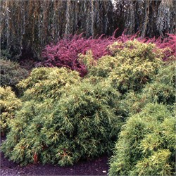 Кипарисовик горохоплодный 