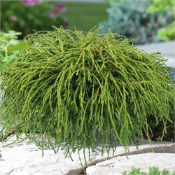 Кипарисовик горохоплодный 