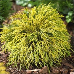 Кипарисовик горохоплодный 