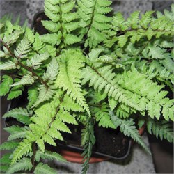 Кочедыжник женский 