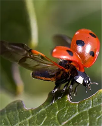 Блок 7: 18.02 Растительные сообщества в саду. 9913