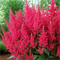 Астильба японская 