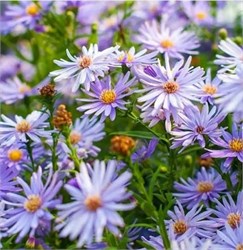 Астра сердцелистная 