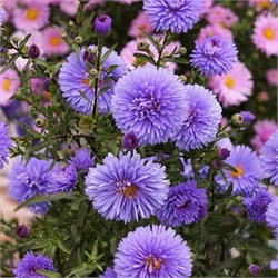 Астра новобельгийская 