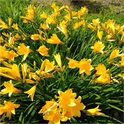 Лилейник Миддендорфа C2-3 906023