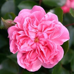 Роза "Pink Swany"