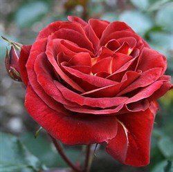 Роза "Brown Velvet" (Macultra)