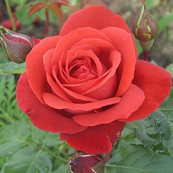 Роза "Terracotta" (Simchoca)