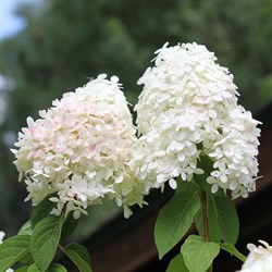 Гортензия метельчатая "Little Blossom"