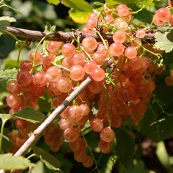 Смородина красная "Голландская розовая"