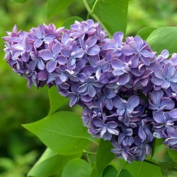 Сирень обыкновенная "Violetta"