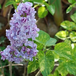 Сирень обыкновенная "Aucubaefolia"