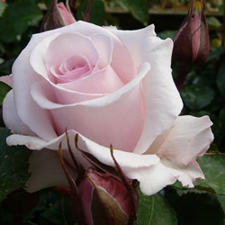 Роза "Belmonte"