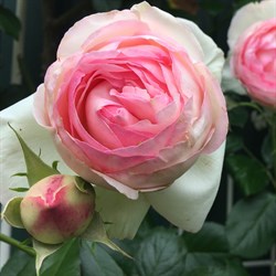 Роза "Eden Rose "85" (Meiviolin)