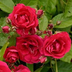 Роза "Flammentanz" (Korflata)
