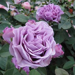 Роза "Terra Limburgia" (Orylila)