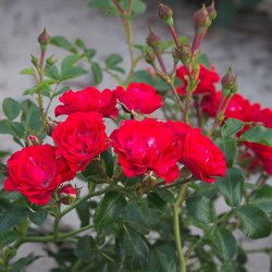 Роза "Scarlet Meidiland" (Meikrotal)