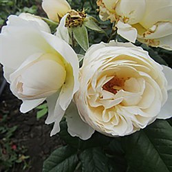 Роза "Uetersener Klosterrose" (Tan99176)