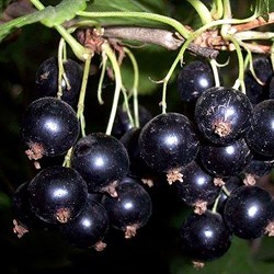 Смородина черная "Диковинка"