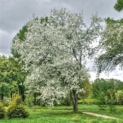 Яблоня маньчжурская