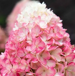 Гортензия метельчатая "Raspberry Pink"