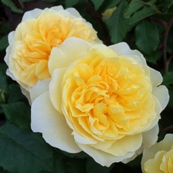 Роза "The Poets Wife" (AUSwhisper, The Poet's Wife)