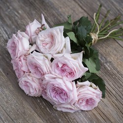 Роза "Pink O'Hara"