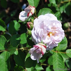 Роза "Fragrance of Fragrances"