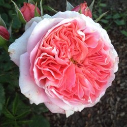 Роза "Corail Gelee"