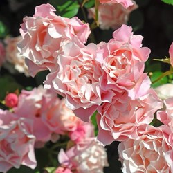 Роза "Porcelaine d Orient" (Daphne)