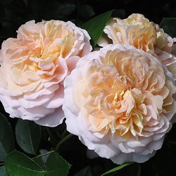 Роза "Sangerhauser Jubilaumsrose"