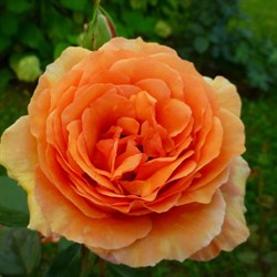Роза "Ashram (Bora-Bora, TANmarsa)"
