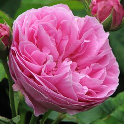 Роза "Louise Odier"