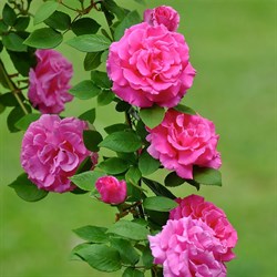 Роза "Zepherine Drouhin"