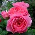 Роза "Amandine Chanel" (MASamcha) - фото 10603