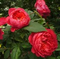 Роза "Benjamin Britten®" (AUSencart) - фото 11270