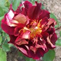 Роза "Louis Francia" - фото 11301