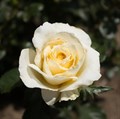 Роза "White Licorice" - фото 11379