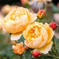 Роза "Roald Dahl" (Ausowlish) - фото 11514