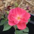 Роза "Laoca" - фото 11558