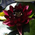 Нимфея "Almost Black" - фото 11837
