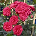 Роза "Starlet®-Rose Lola®" - фото 11995
