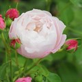 Роза "Plume Rose" - фото 12418