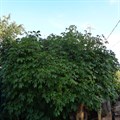 Элеутерококк колючий - фото 15147