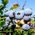 Голубика садовая "Bluejay" - фото 17608