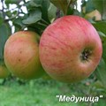 Яблоня "Медуница+Папировка" - фото 18618