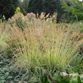 Молиния голубая "Variegata" - фото 19702