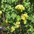 Виноград плодовый "Валек" - фото 20616